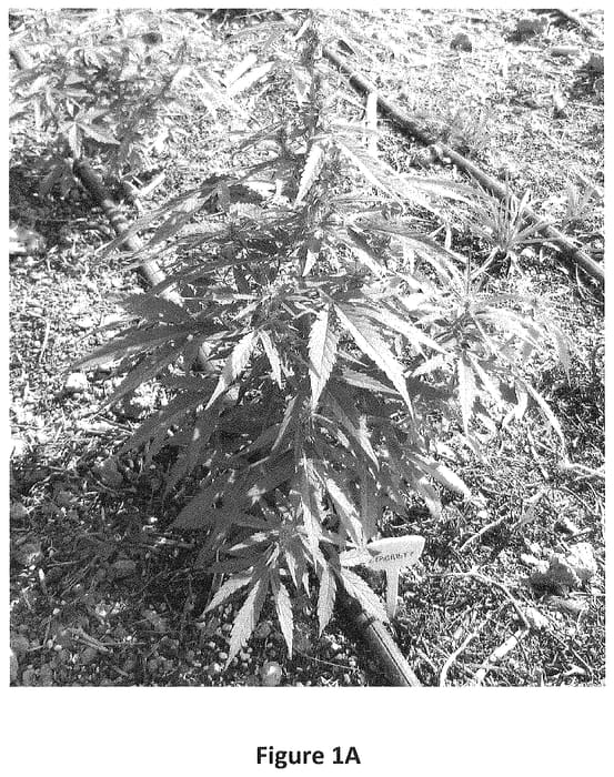 Figure 1 of US plant patent PP34724, the photograph of NaCl printed in the patent.
