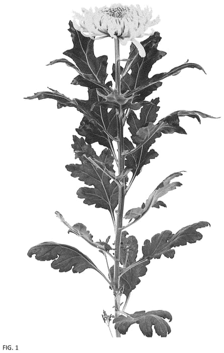 Figure 1 of US plant patent PP34725, the photograph of DLFSKAT5 printed in the patent.