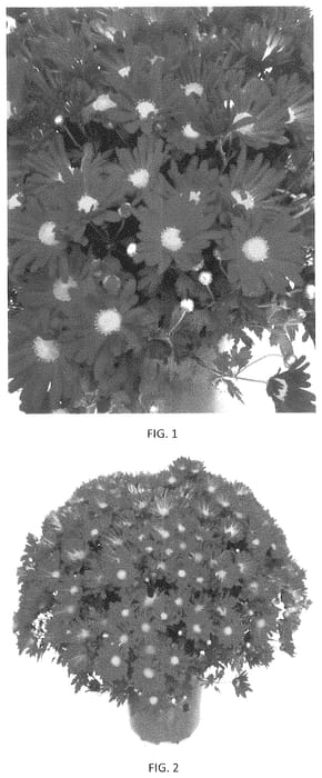 Figure 1 of US plant patent PP34726, the photograph of CIFZ0093 printed in the patent.