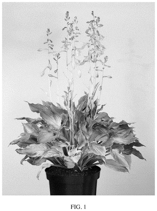 Figure 1 of US plant patent PP34727, the photograph of VER10234 printed in the patent.