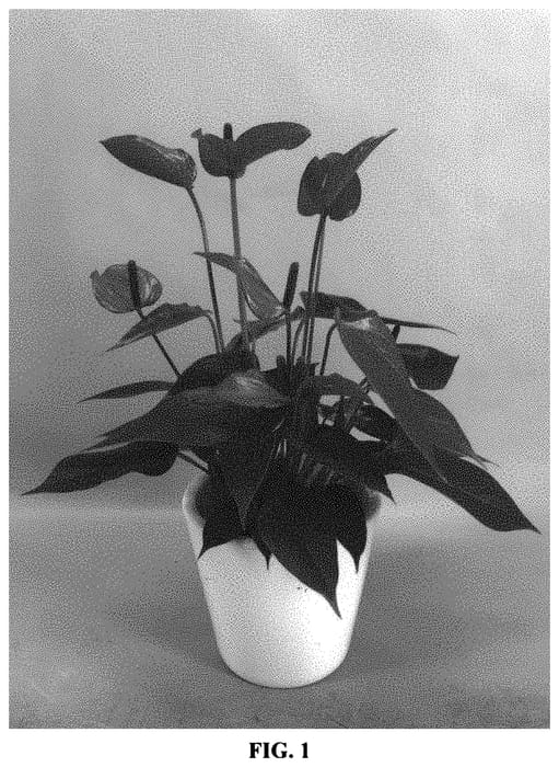 Figure 1 of US plant patent PP34728, the photograph of AN2265294 printed in the patent.