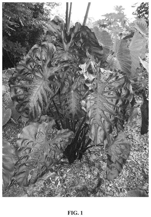 Figure 1 of US plant patent PP34729, the photograph of corede printed in the patent.