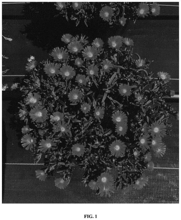 Figure 1 of US plant patent PP34730, the photograph of T1854 printed in the patent.