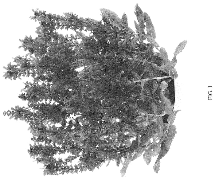 Figure 1 of US plant patent PP34731, the photograph of DSALDRKMTR printed in the patent.