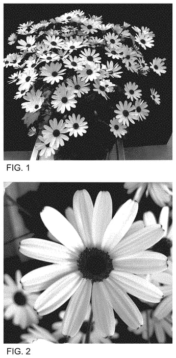 Figure 1 of US plant patent PP34732, the photograph of Sene Niregoku printed in the patent.
