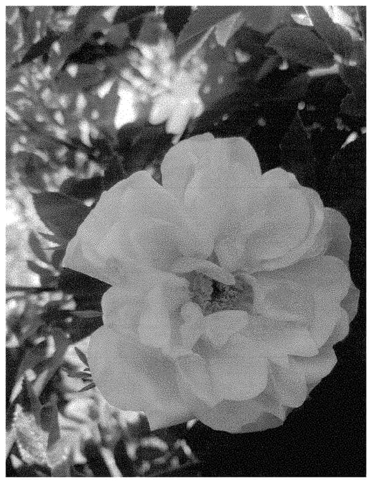 Figure 1 of US plant patent PP34733, the photograph of BORUIWHIVA printed in the patent.