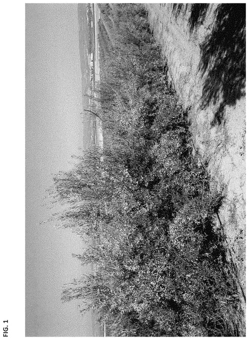 Figure 1 of US plant patent PP34735, the photograph of I-42 printed in the patent.