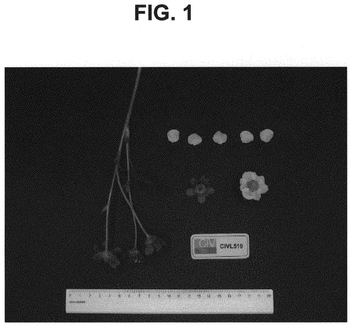 Figure 1 of US plant patent PP34736, the photograph of CIVL519 printed in the patent.