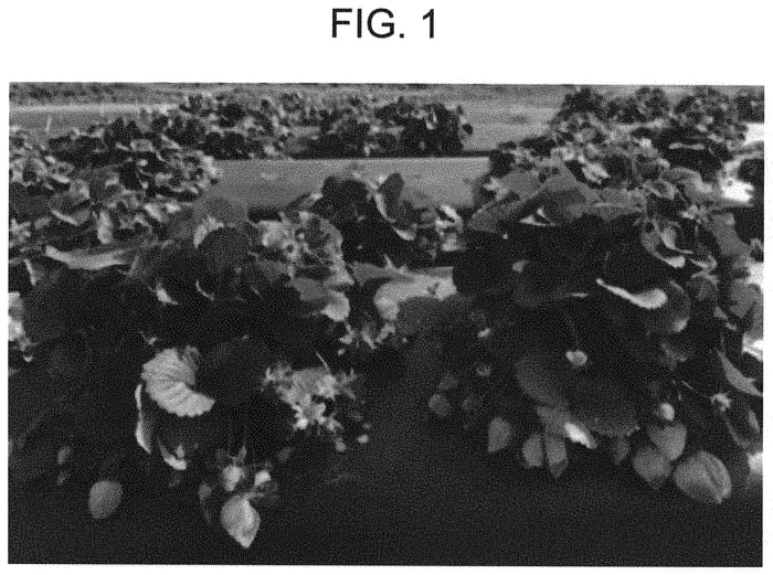 Figure 1 of US plant patent PP34737, the photograph of constitution printed in the patent.