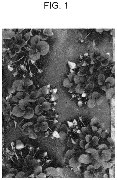 Figure 1 of US plant patent PP34738, the photograph of bounty printed in the patent.