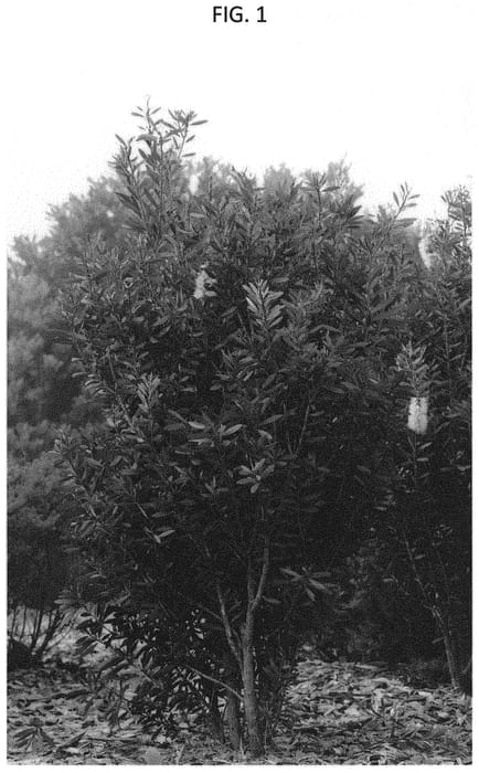 Figure 1 of US plant patent PP34739, the photograph of CNU01 printed in the patent.