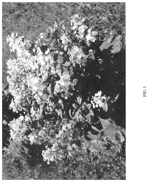 Figure 1 of US plant patent PP34740, the photograph of SMHPS printed in the patent.