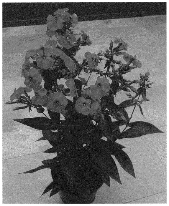 Figure 1 of US plant patent PP34741, the photograph of Dophloflawa printed in the patent.