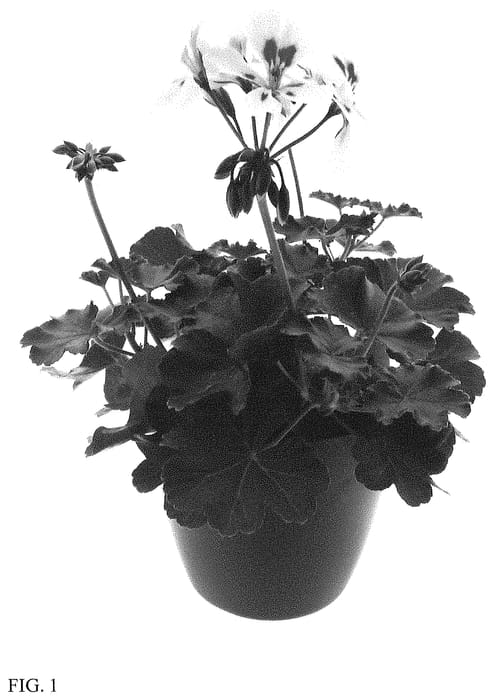 Figure 1 of US plant patent PP34742, the photograph of LVPI1801 printed in the patent.