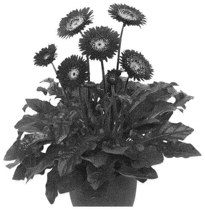 Figure 1 of US plant patent PP34743, the photograph of MAJBUR20AA printed in the patent.