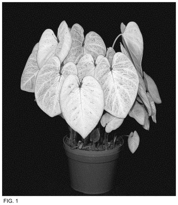 Figure 1 of US plant patent PP34744, the photograph of CRM FCY OF15-76 printed in the patent.