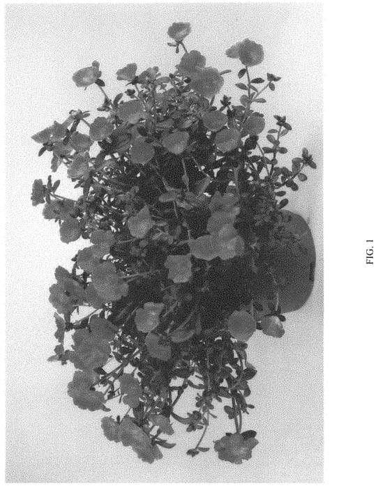 Figure 1 of US plant patent PP34745, the photograph of DPORMPZO printed in the patent.
