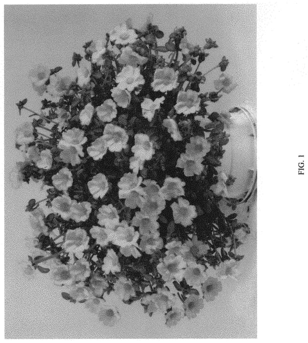 Figure 1 of US plant patent PP34746, the photograph of DPORMPZGL printed in the patent.