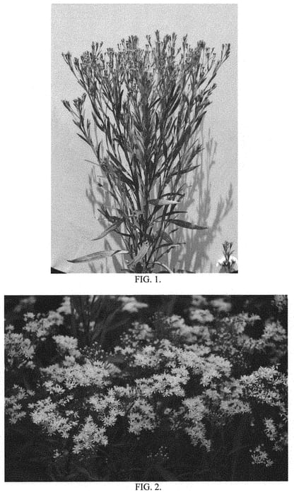 Figure 1 of US plant patent PP34747, the photograph of Sugar Kisses printed in the patent.