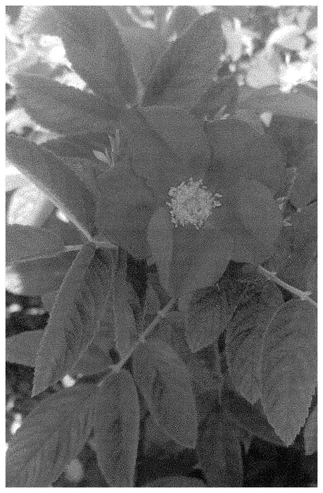 Figure 1 of US plant patent PP34748, the photograph of RUIRJ0110A printed in the patent.