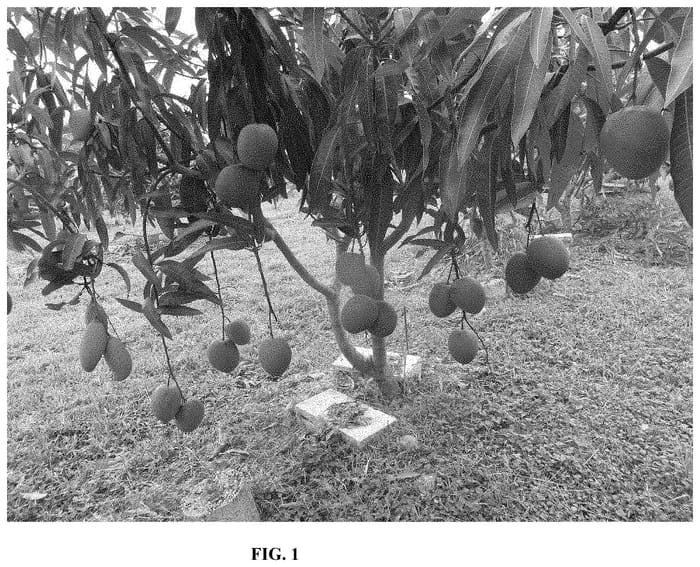 Figure 1 of US plant patent PP34749, the photograph of K69 printed in the patent.
