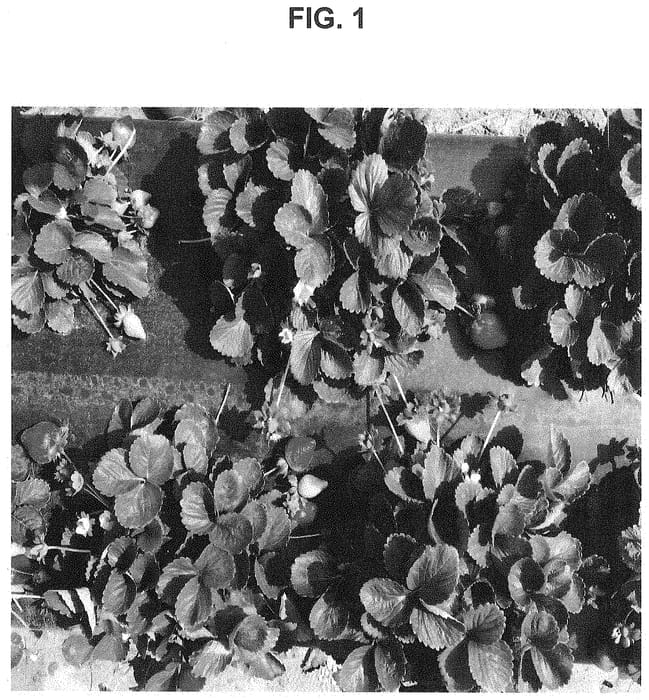 Figure 1 of US plant patent PP34750, the photograph of SB_14_169-039 printed in the patent.