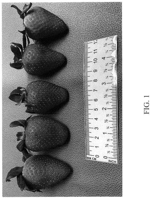 Figure 1 of US plant patent PP34751, the photograph of DrisStrawNinetySeven printed in the patent.