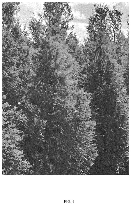 Figure 1 of US plant patent PP34752, the photograph of BLTP printed in the patent.