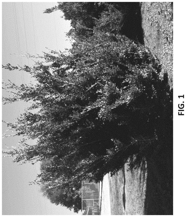 Figure 1 of US plant patent PP34753, the photograph of DISmd-09-15 printed in the patent.