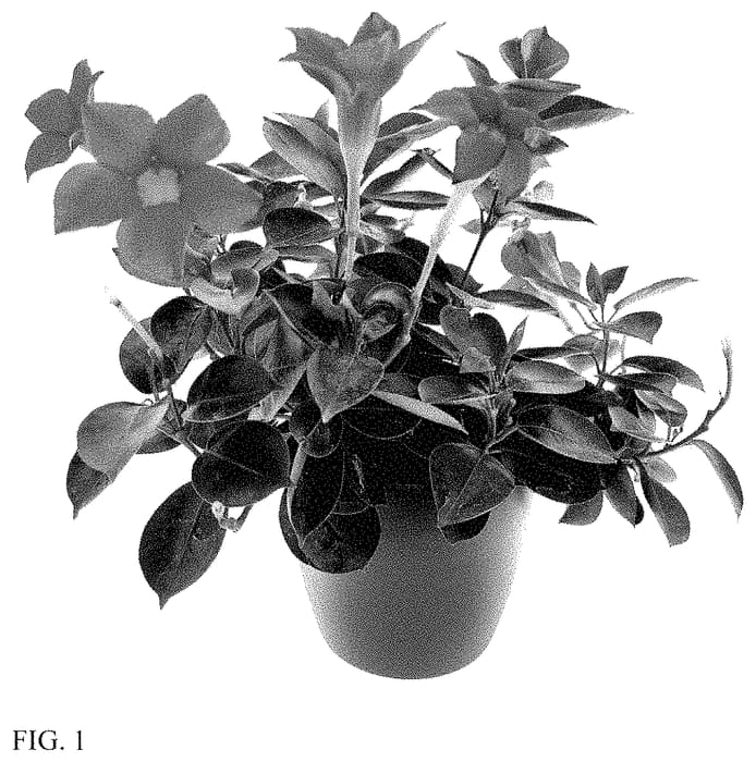 Figure 1 of US plant patent PP34754, the photograph of LVDIP1816 printed in the patent.