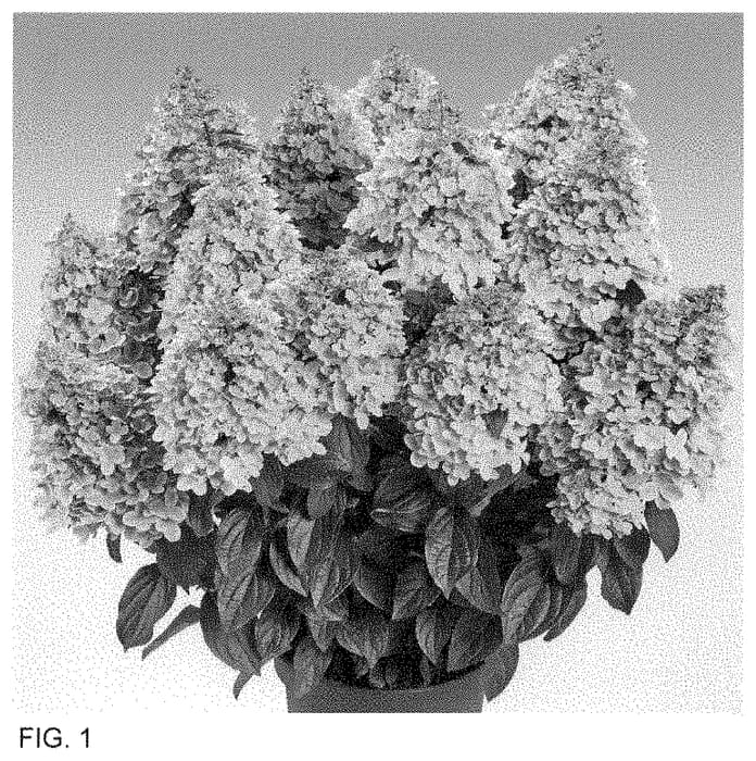 Figure 1 of US plant patent PP34755, the photograph of HP220902 printed in the patent.