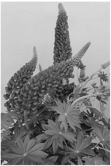 Figure 1 of US plant patent PP34756, the photograph of ET LPN 813 printed in the patent.