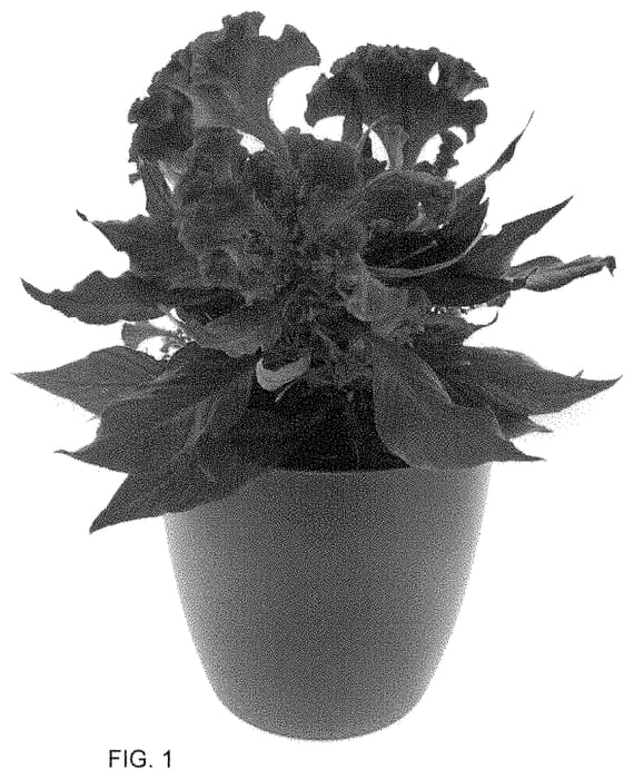 Figure 1 of US plant patent PP34757, the photograph of BKCELLUMAG printed in the patent.
