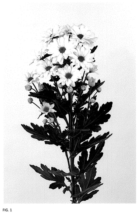 Figure 1 of US plant patent PP34758, the photograph of DLFBERI1 printed in the patent.