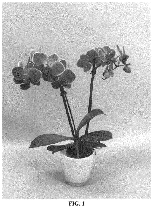 Figure 1 of US plant patent PP34759, the photograph of PHA731834 printed in the patent.