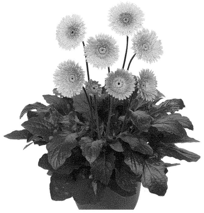 Figure 1 of US plant patent PP34760, the photograph of MAJLIP20AA printed in the patent.