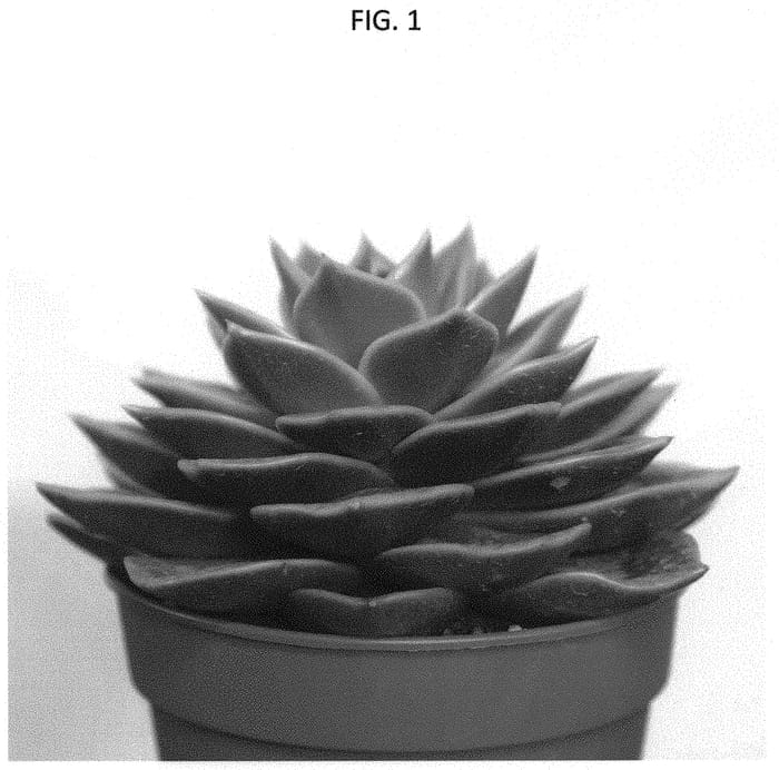 Figure 1 of US plant patent PP34761, the photograph of AMIECH2104 printed in the patent.