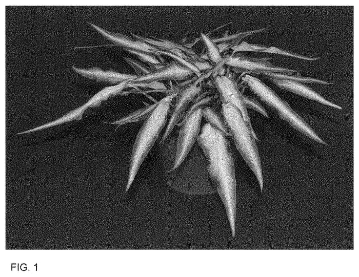 Figure 1 of US plant patent PP34762, the photograph of RIB WT OF13-530 printed in the patent.