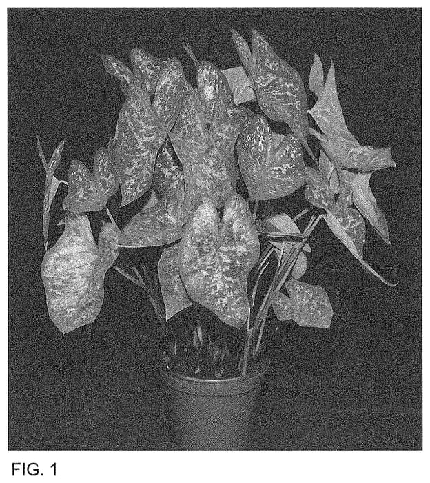 Figure 1 of US plant patent PP34763, the photograph of CWH BRZ OF16-130 printed in the patent.