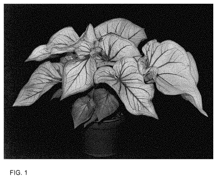 Figure 1 of US plant patent PP34764, the photograph of GPR OF16-241 printed in the patent.