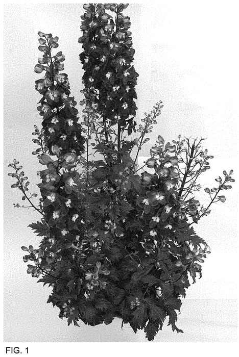 Figure 1 of US plant patent PP34765, the photograph of ET DLP 838 printed in the patent.
