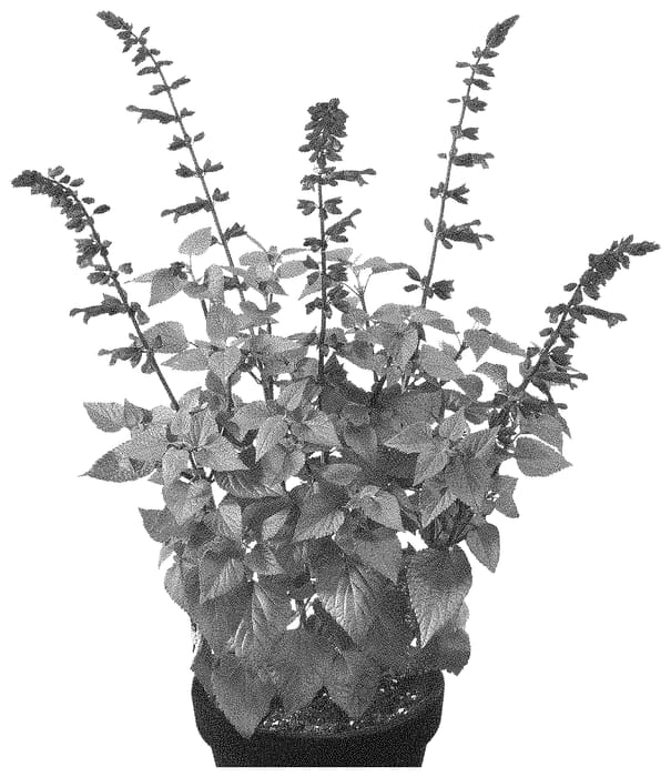 Figure 1 of US plant patent PP34766, the photograph of TL966 printed in the patent.