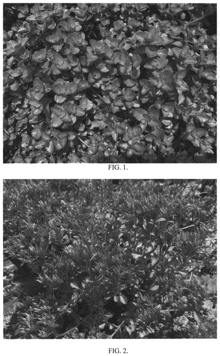 Figure 1 of US plant patent PP34767, the photograph of Rock Candy printed in the patent.