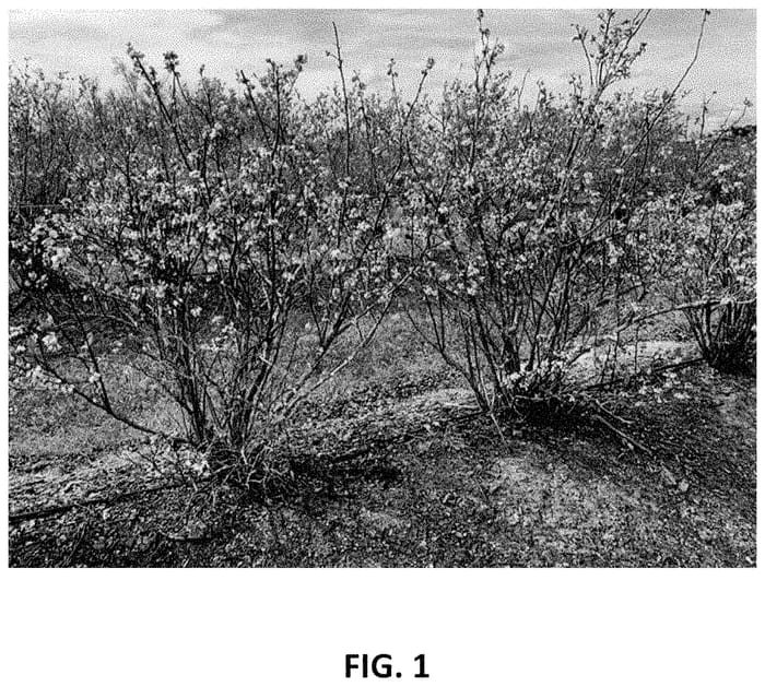 Figure 1 of US plant patent PP34768, the photograph of TH-896 printed in the patent.
