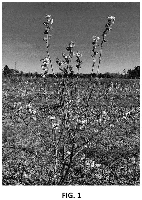Figure 1 of US plant patent PP34769, the photograph of TH-1241 printed in the patent.