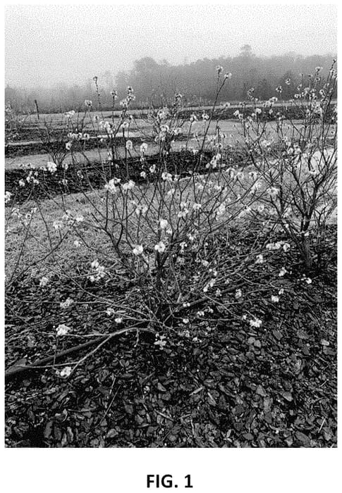 Figure 1 of US plant patent PP34770, the photograph of TH-1987 printed in the patent.