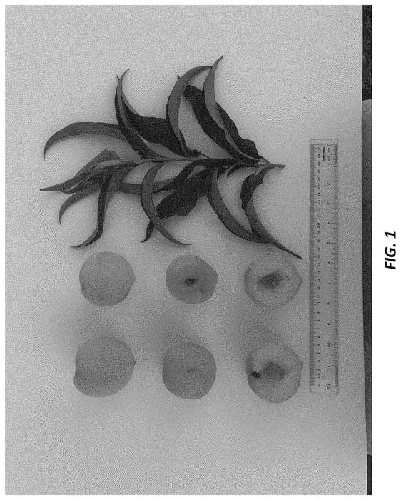 Figure 1 of US plant patent PP34771, the photograph of UFSol printed in the patent.