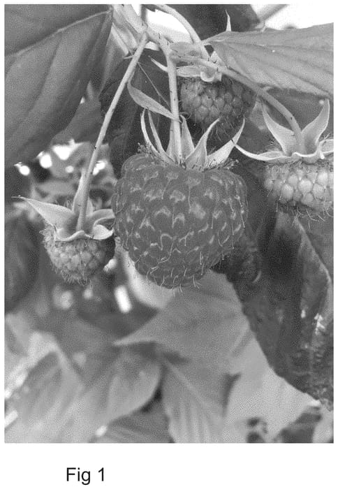 Figure 1 of US plant patent PP34772, the photograph of YANA printed in the patent.