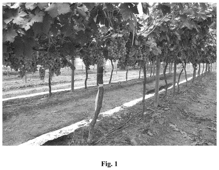 Figure 1 of US plant patent PP34773, the photograph of INIA-G3 printed in the patent.