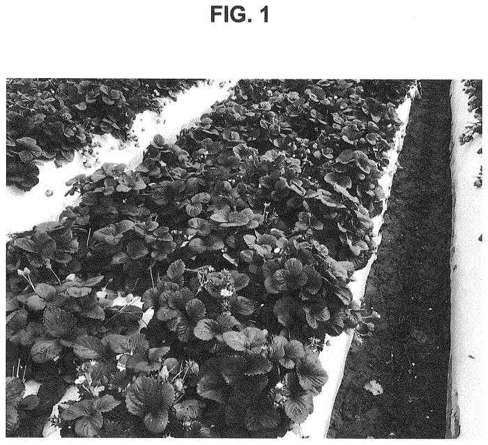 Figure 1 of US plant patent PP34774, the photograph of PE-13.177.011 printed in the patent.